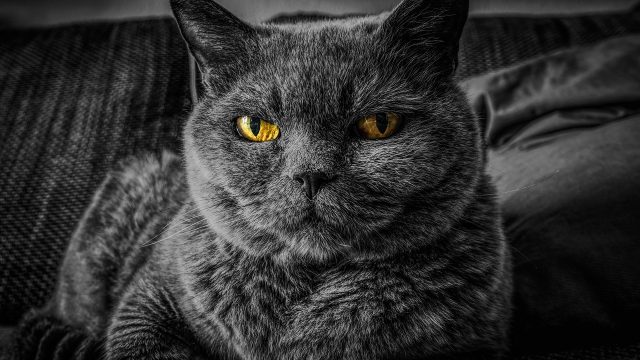 快猫短视频 快猫热榜栏目示意图：手机屏幕上排列着多条短视频封面缩略图，右侧有热度数字标识，呈现榜单浏览场景