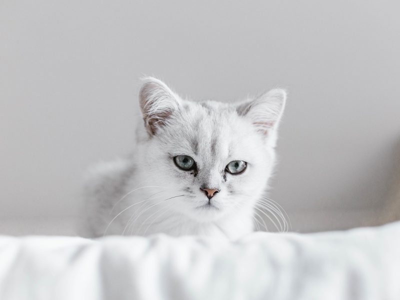 快猫短视频猫咪同好圈专题背景图：一只橘猫躺在阳光下，屏幕后方有播放列表图标与短视频界面，意境温暖治愈