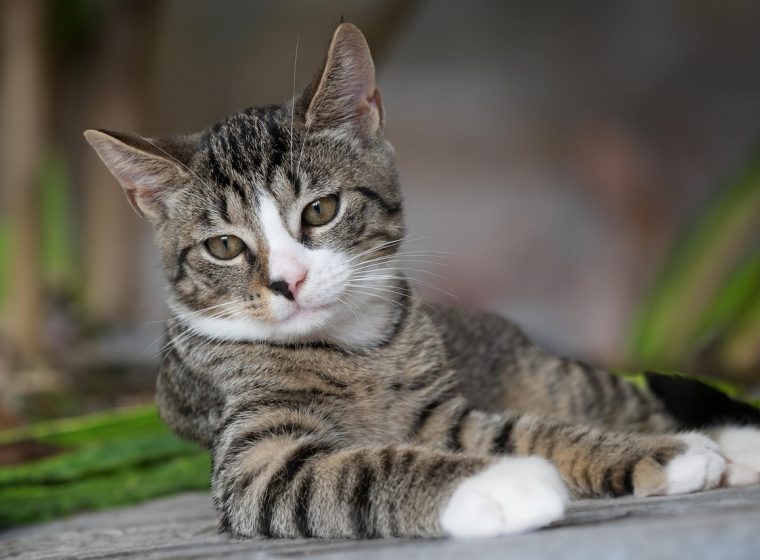 手机竖屏上并排展示快猫短视频内容流封面与一只橘猫对着镜头舔爪子的萌宠视频封面