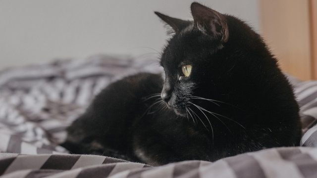 猫咪同好圈栏目示意图：一只橘猫趴在沙发扶手上，手机屏幕正播放着猫咪短视频画面