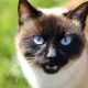 用户夏天的猫头像
