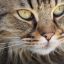 用户昵称爱猫人士的头像