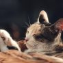 读者“三花铲屎官”的头像，一只三花猫正趴在窗台上晒太阳
