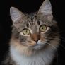 读者“橘猫研究所”的头像，一只橘猫躺在猫爬架上打盹