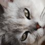 读者夜行的猫的圆形头像