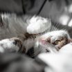 读者头像，一只正在舔爪子的橘猫在午后阳光下的半身照